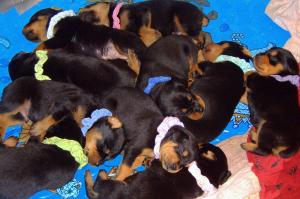 rottweilerpuppies